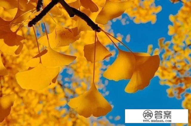 诗词｜欧阳修：夜深风竹敲秋韵，万叶千声皆是恨