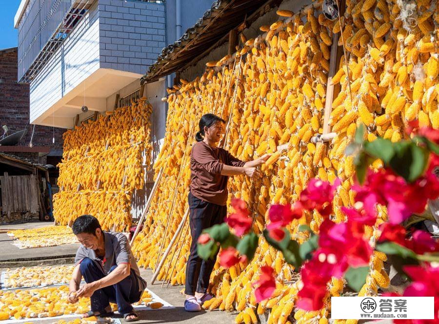 福建南靖：玉米丰收 土楼披上“黄金甲”