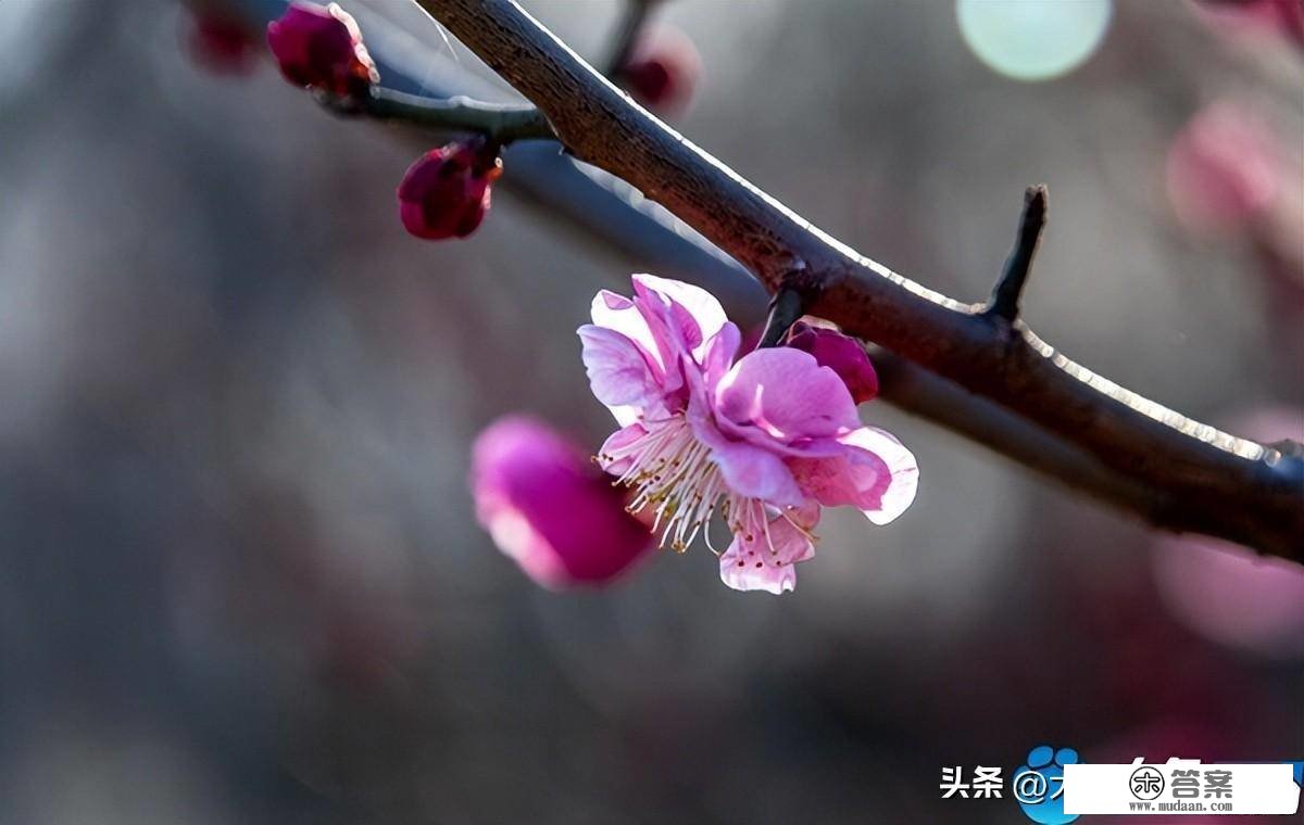 河南鲁山：青黛烟色点墨绛 一枝幽香带春来