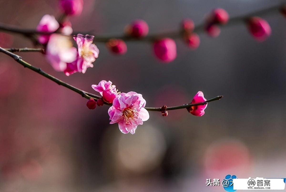 河南鲁山：青黛烟色点墨绛 一枝幽香带春来