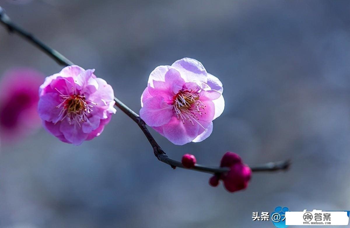 河南鲁山：青黛烟色点墨绛 一枝幽香带春来