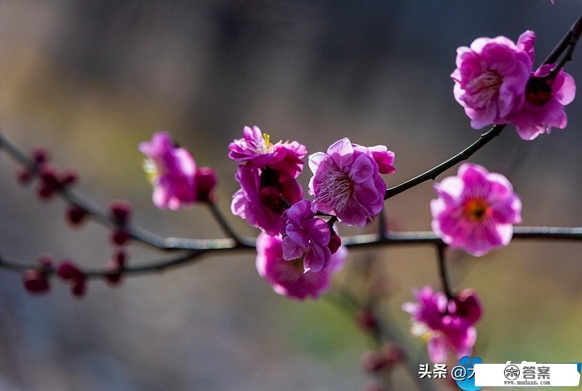 河南鲁山：青黛烟色点墨绛 一枝幽香带春来