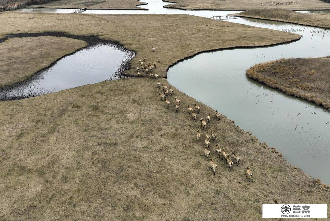 组图|江苏泰州：大美湿地景如画