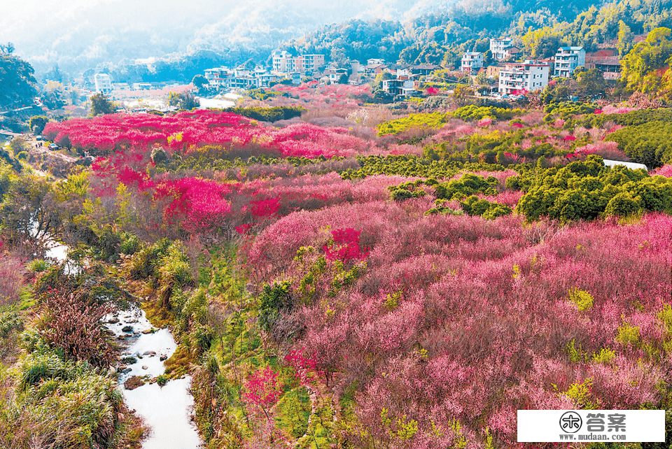 福建闽侯：梅花盛开若彩霞漫山