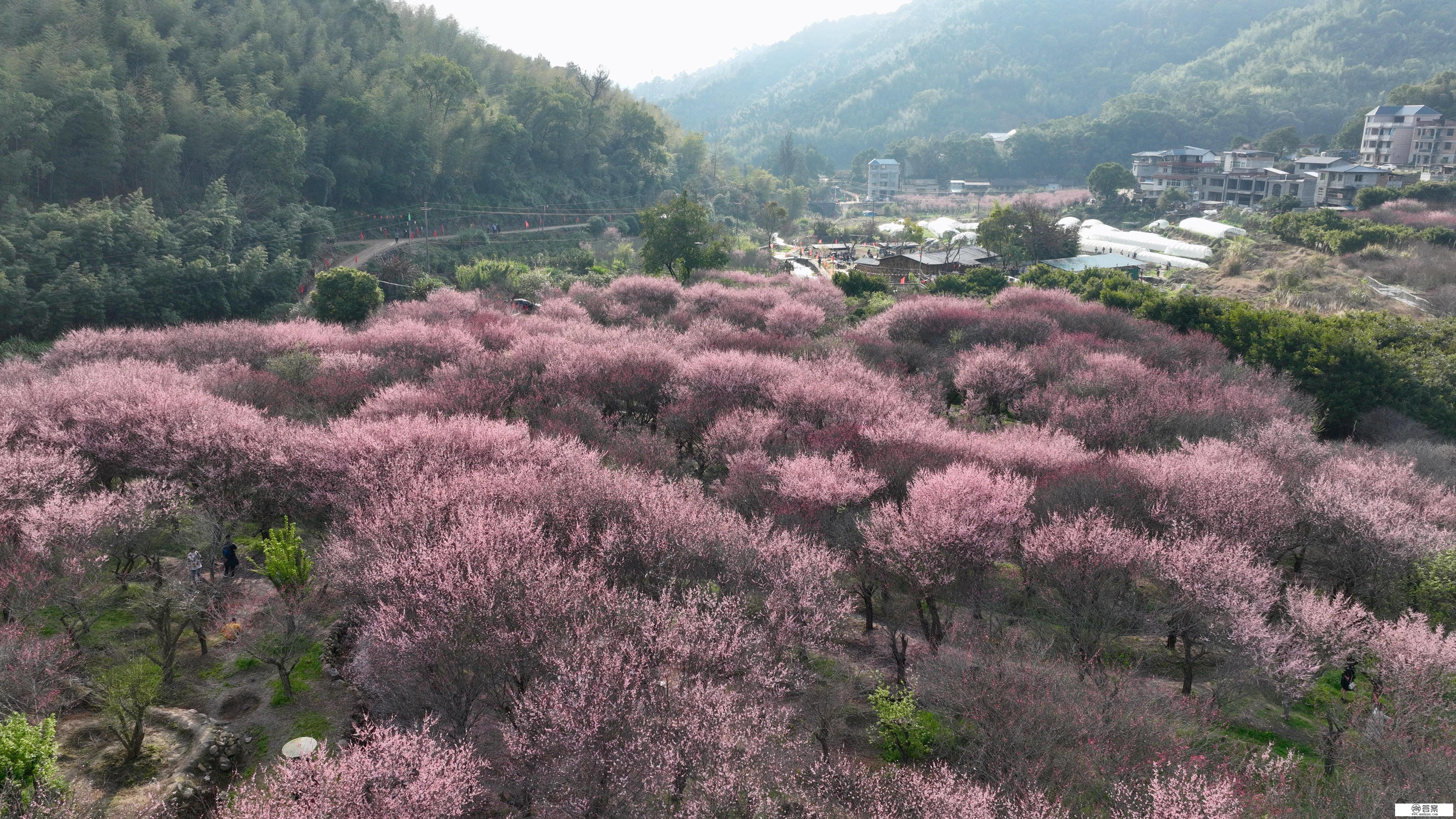 （情况）福建闽侯：梅花盛开若彩霞漫山