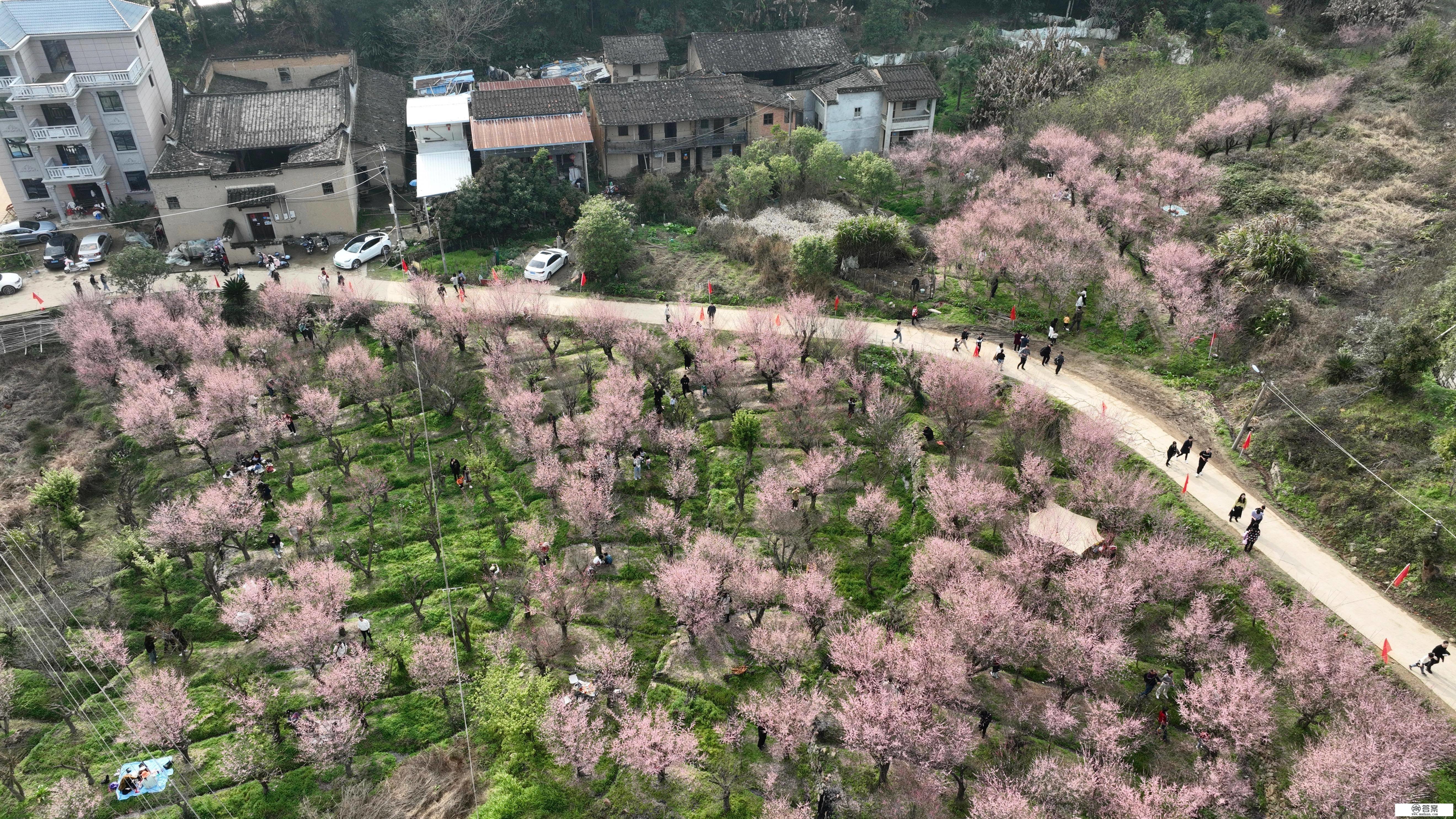 （情况）福建闽侯：梅花盛开若彩霞漫山