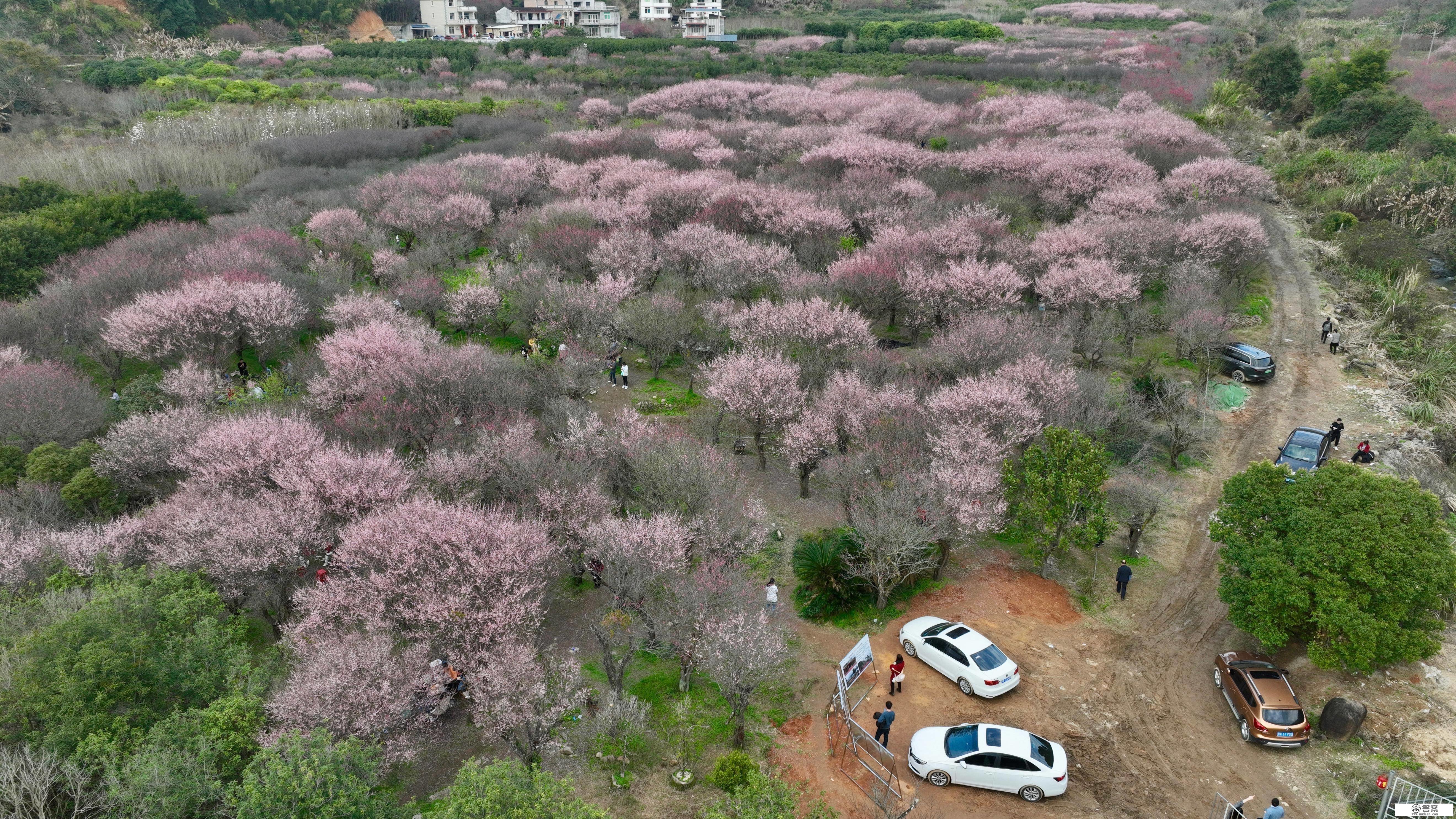 （情况）福建闽侯：梅花盛开若彩霞漫山