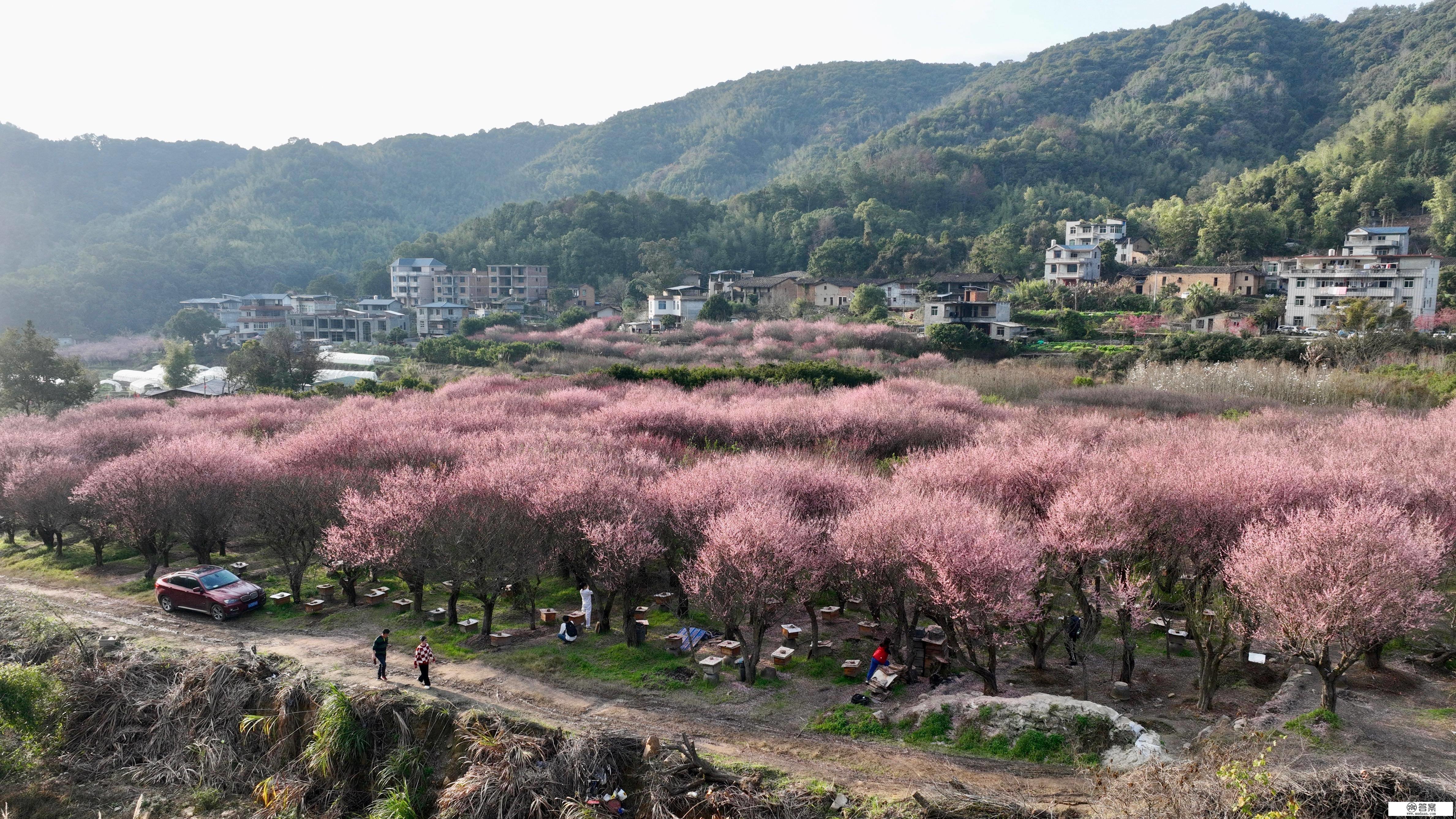 （情况）福建闽侯：梅花盛开若彩霞漫山