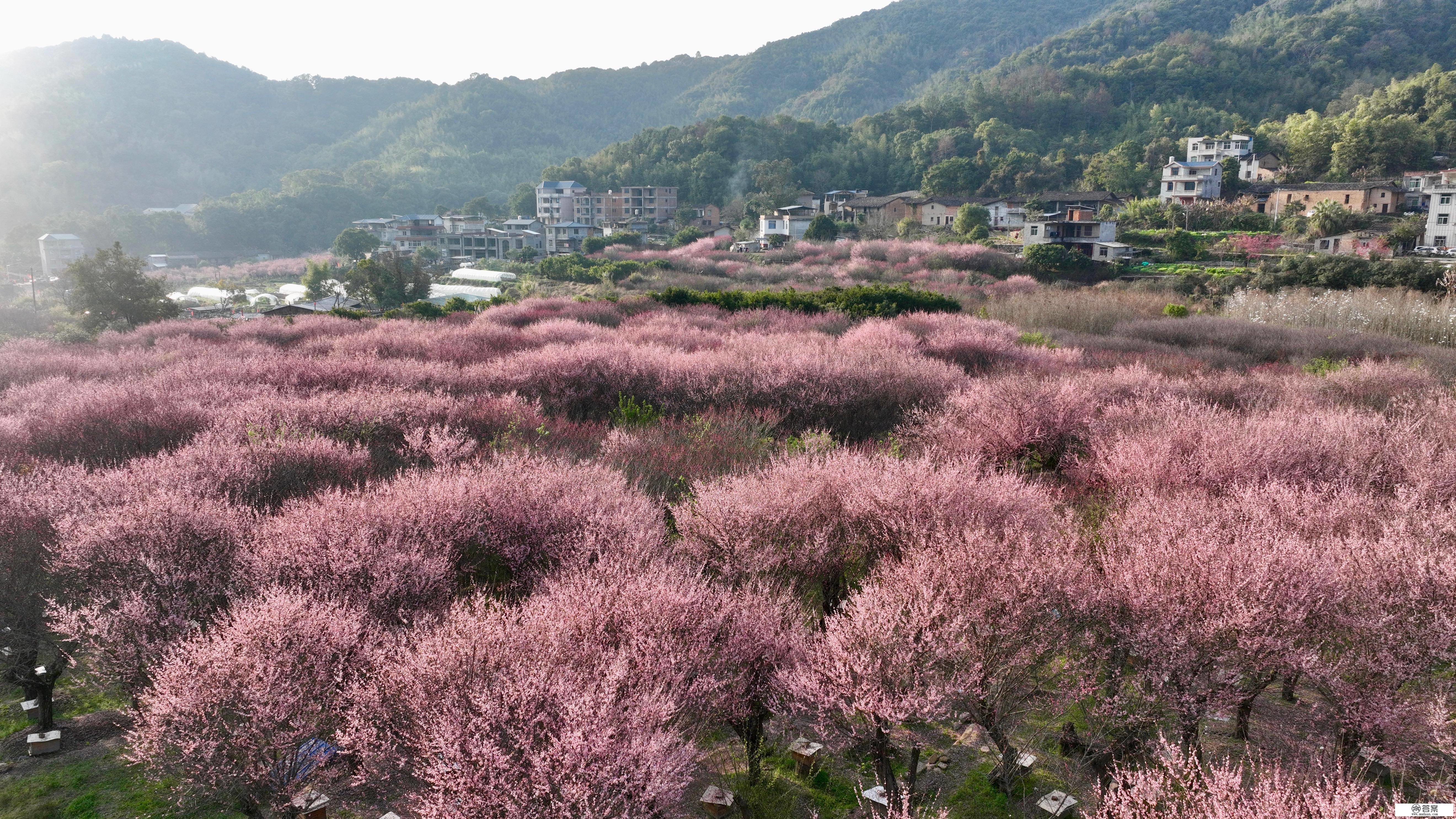 （情况）福建闽侯：梅花盛开若彩霞漫山