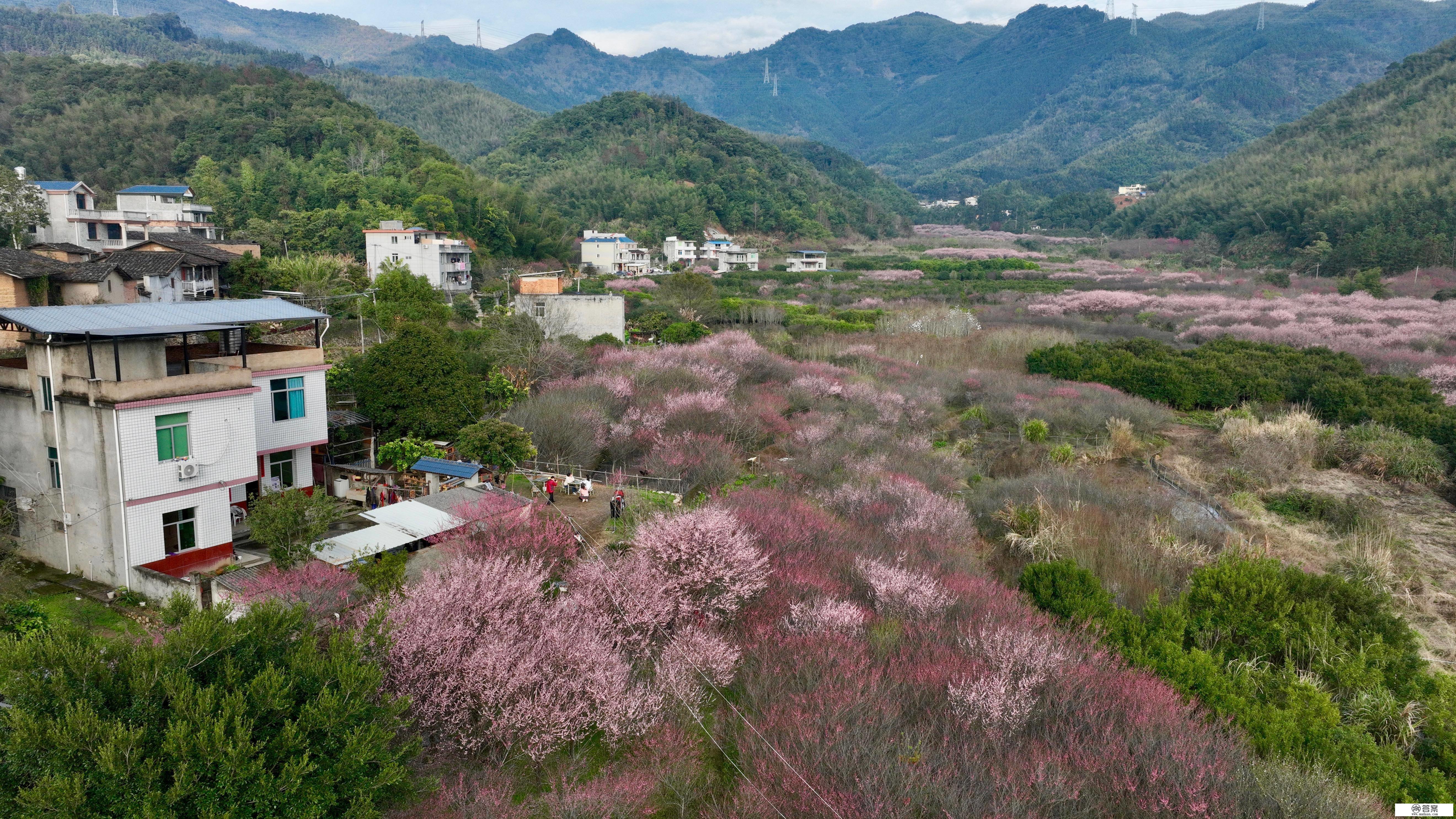 （情况）福建闽侯：梅花盛开若彩霞漫山