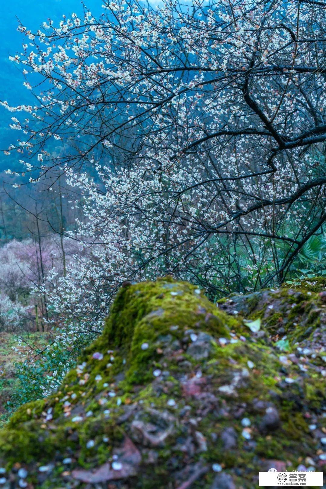 再来一波！漫山梅花盛开，崇州春光无边