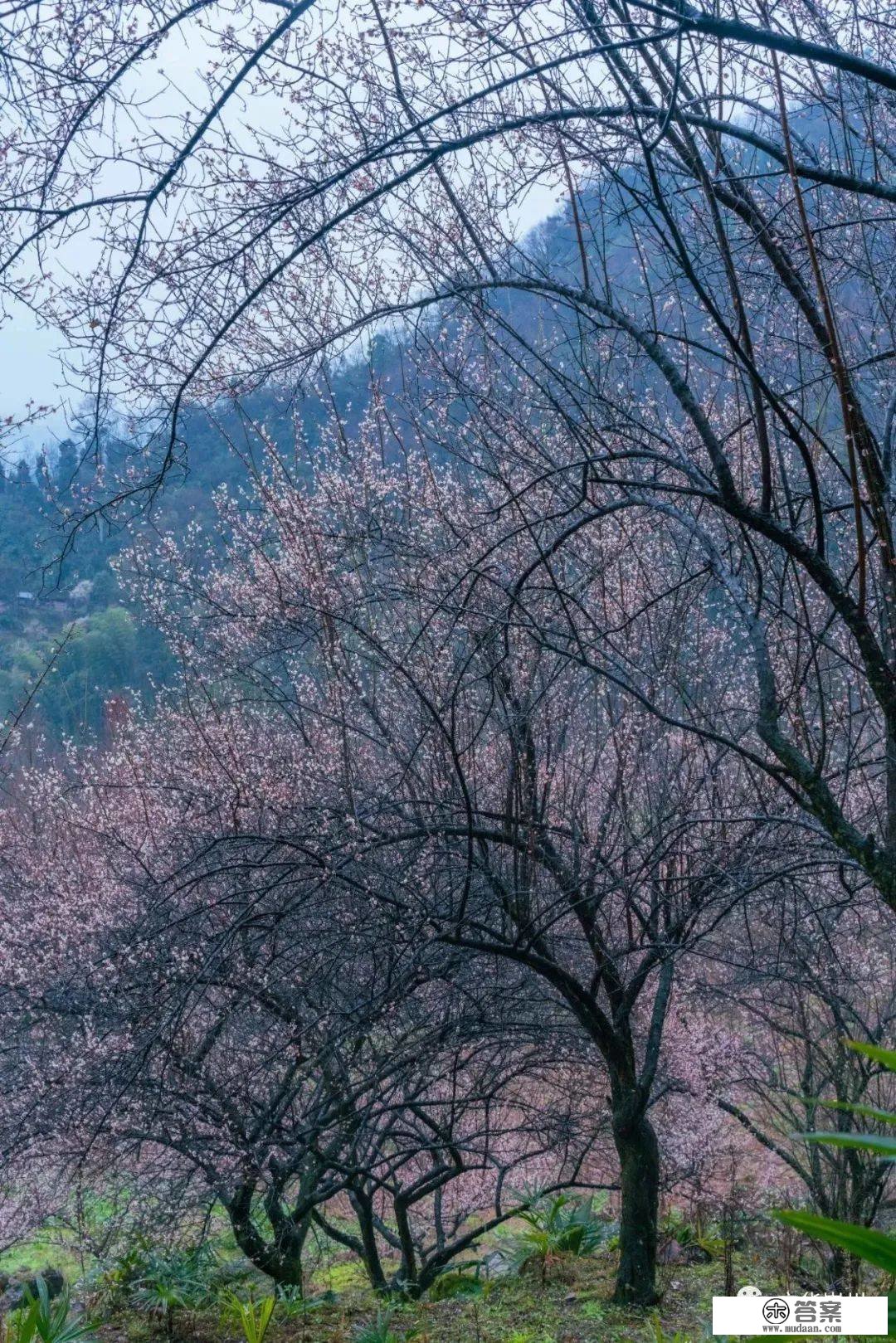 再来一波！漫山梅花盛开，崇州春光无边