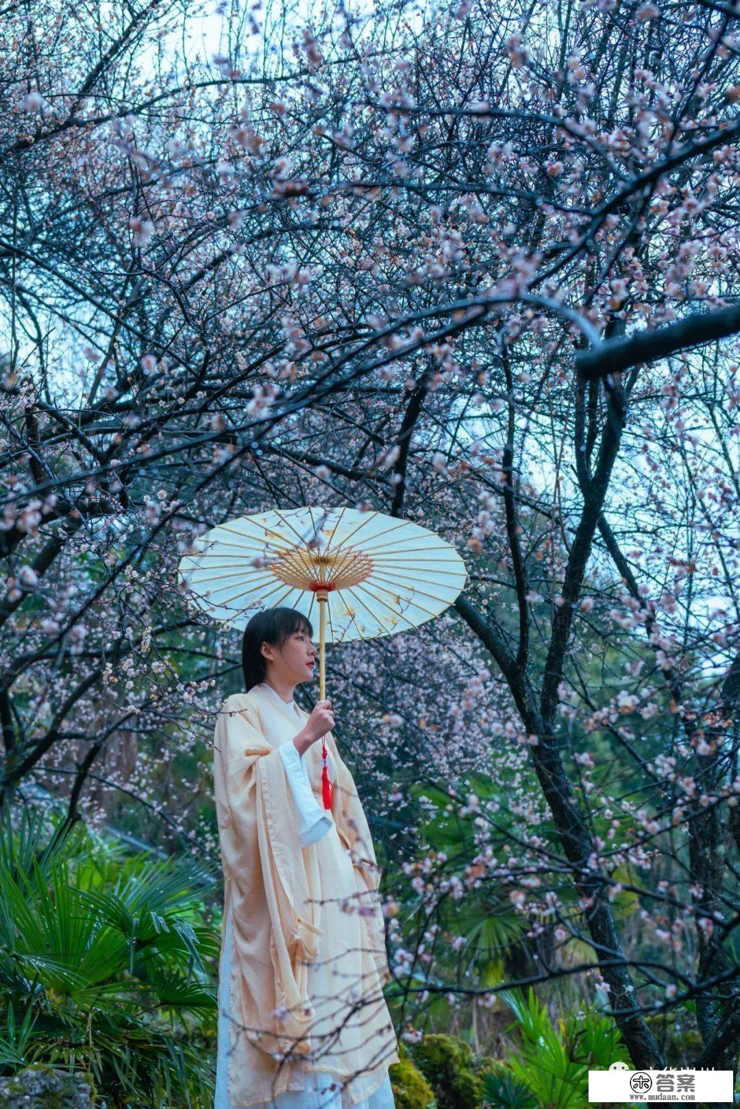 再来一波！漫山梅花盛开，崇州春光无边