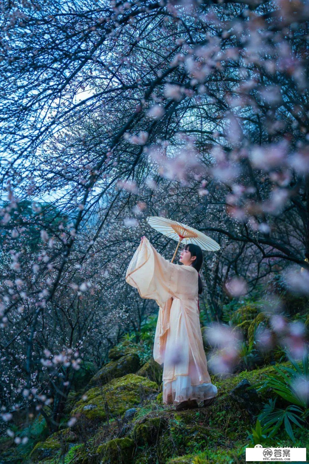 再来一波！漫山梅花盛开，崇州春光无边