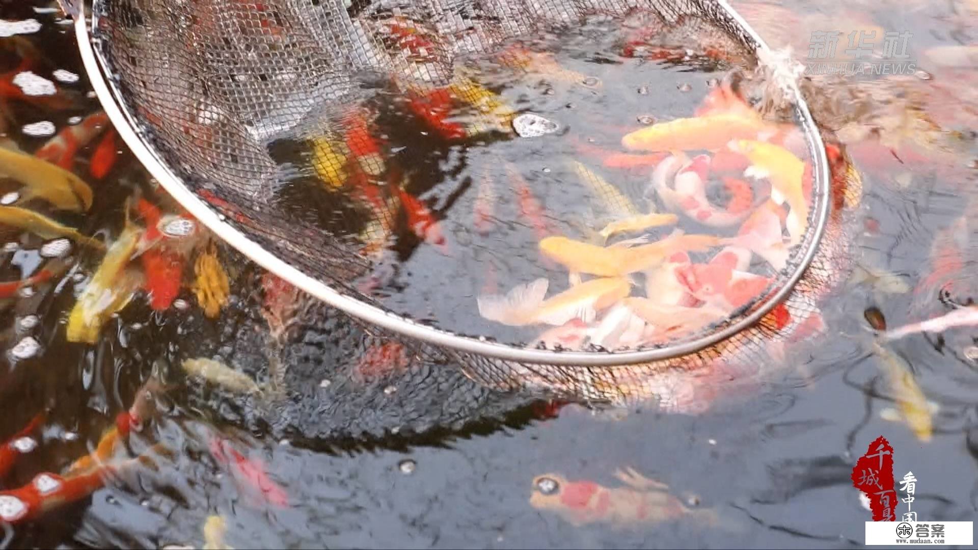 千城百县看中国｜河北涞水：锦鲤养出致富路