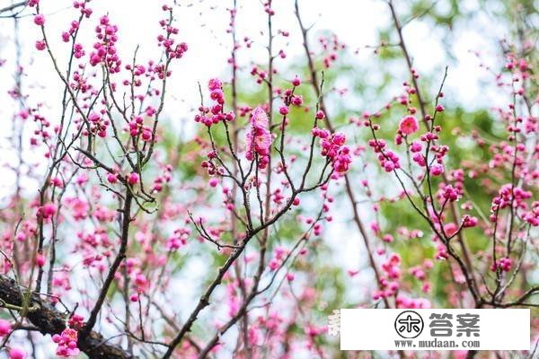 醒白池公园内梅花盛开