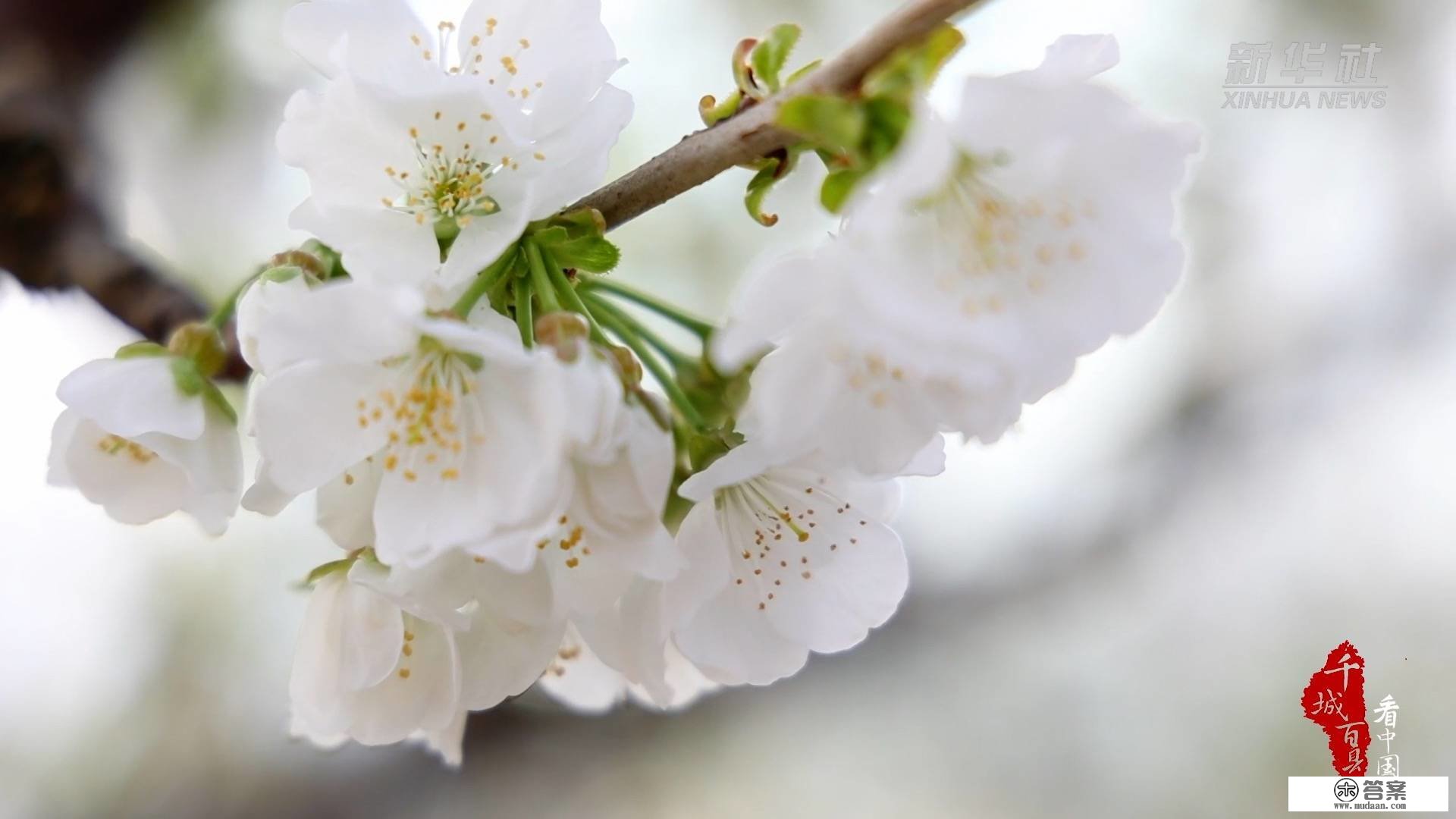 千城百县看中国｜花果满棚香