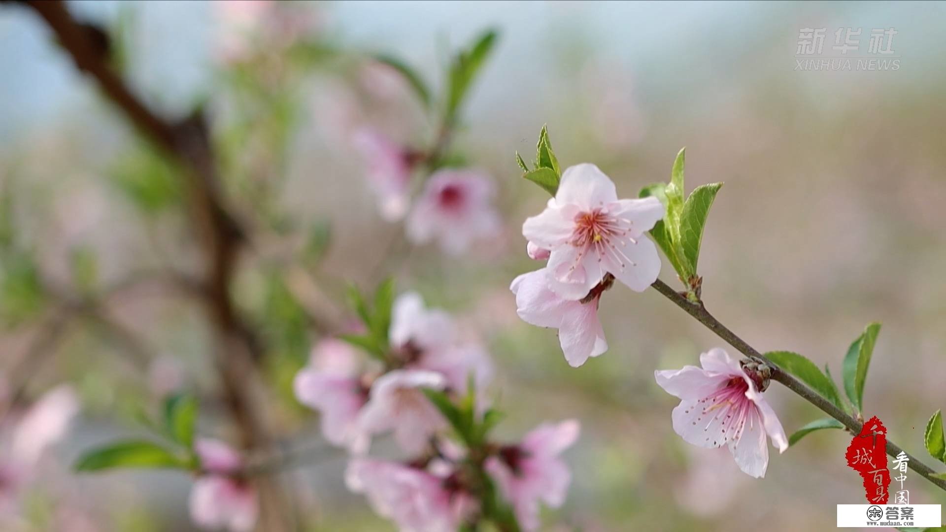 千城百县看中国｜花果满棚香