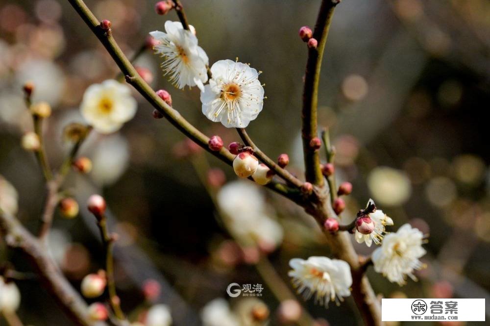 按下“花开”快进键！海泊河公园春光“上线”啦