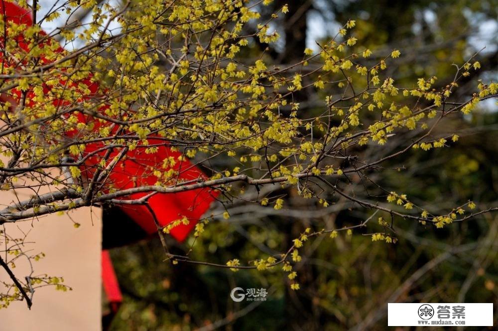 按下“花开”快进键！海泊河公园春光“上线”啦