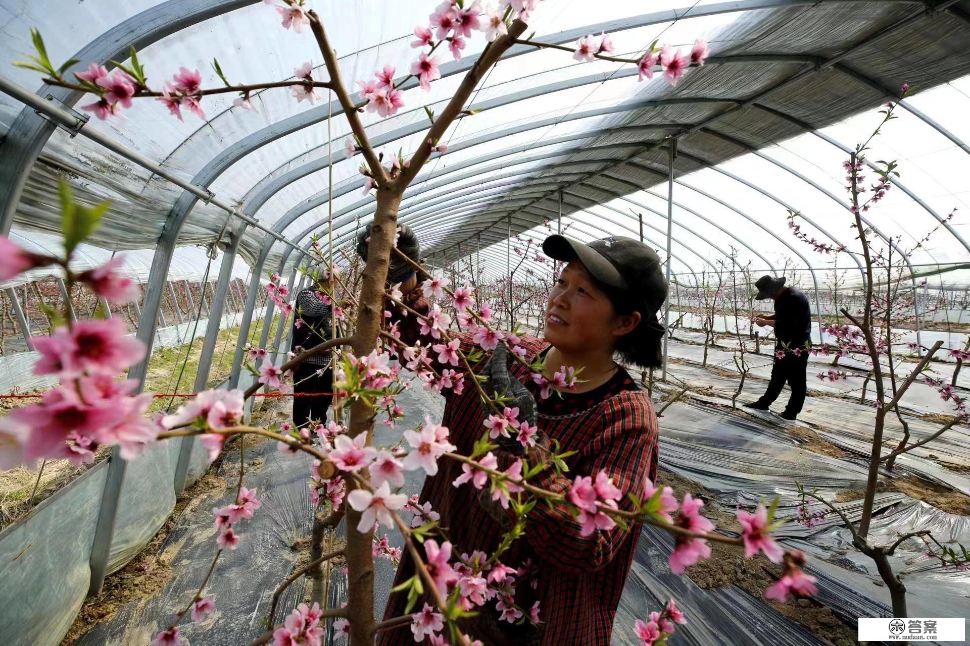 图说驻马店｜驿城区：大棚桃花竞相开