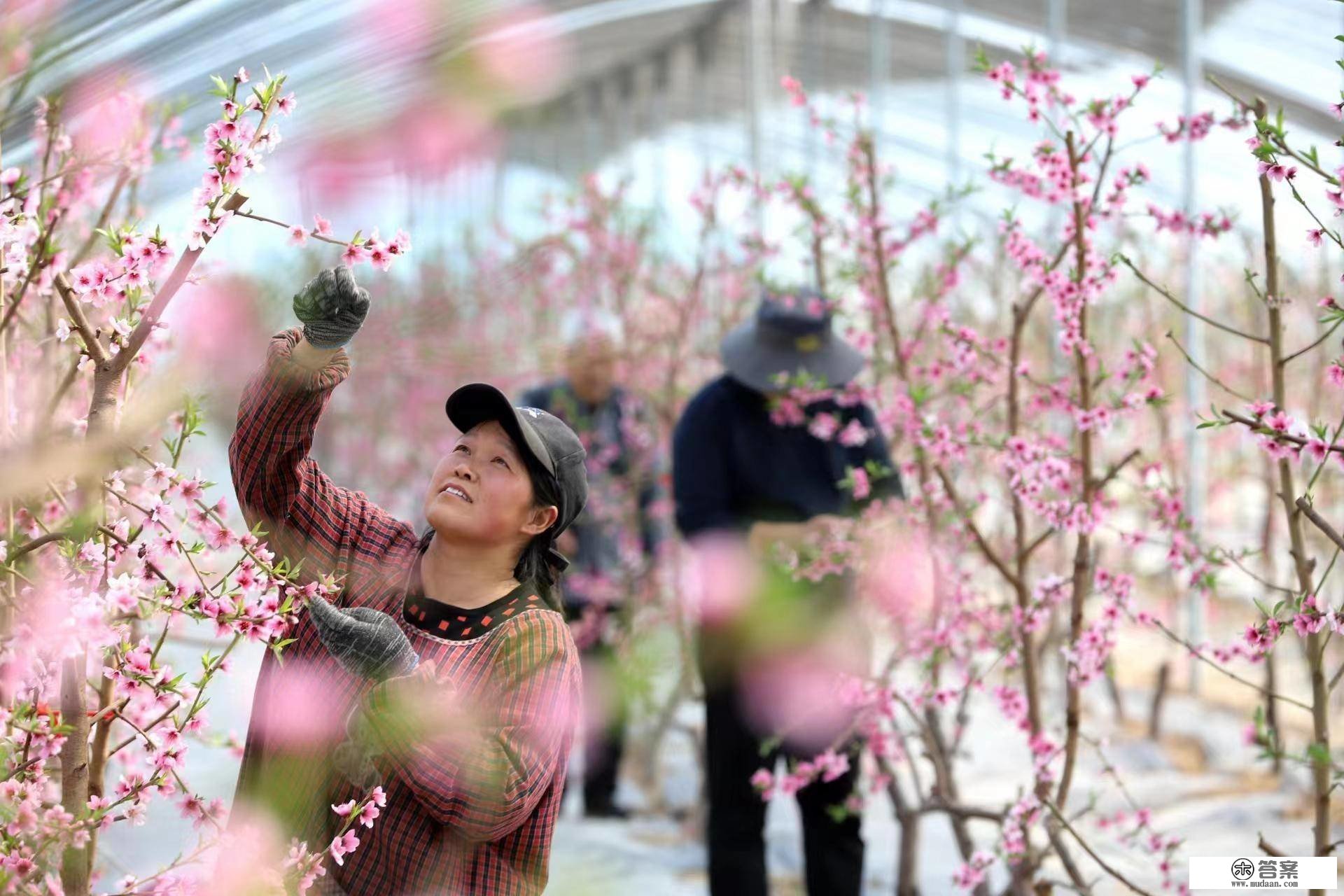 图说驻马店｜驿城区：大棚桃花竞相开