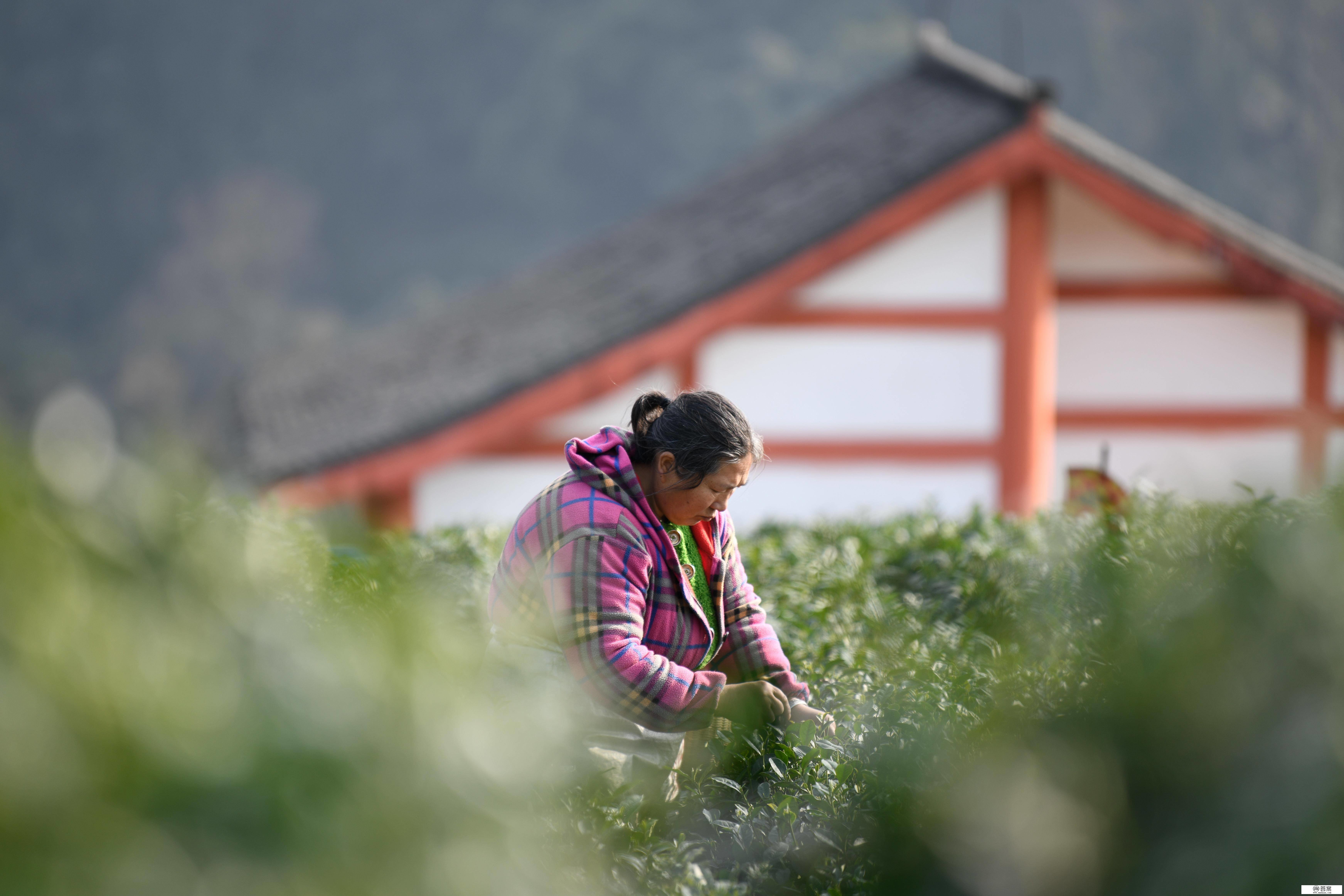 （经济）四川雅安：蒙顶山上采春茶