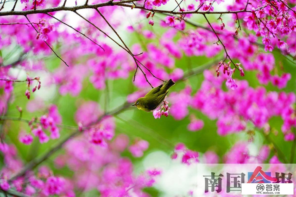 高清图集丨春花烂漫日 踏青好时节