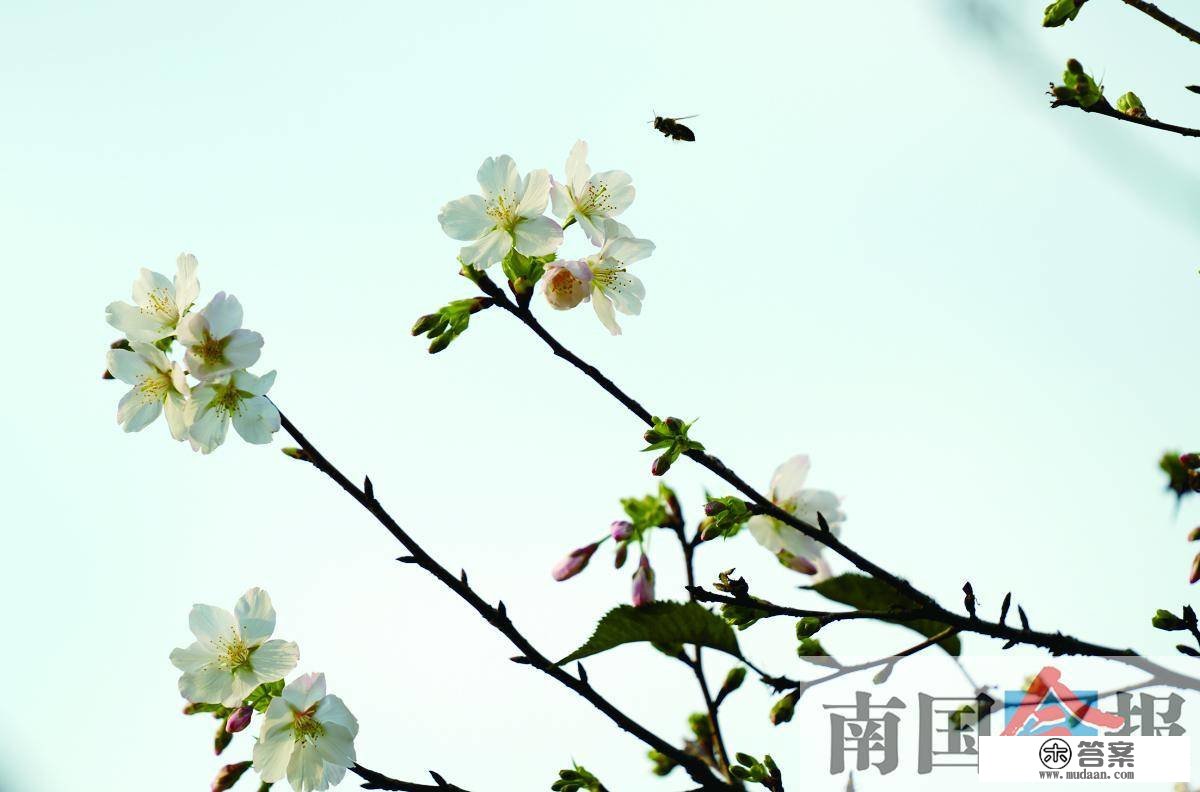 高清图集丨春花烂漫日 踏青好时节