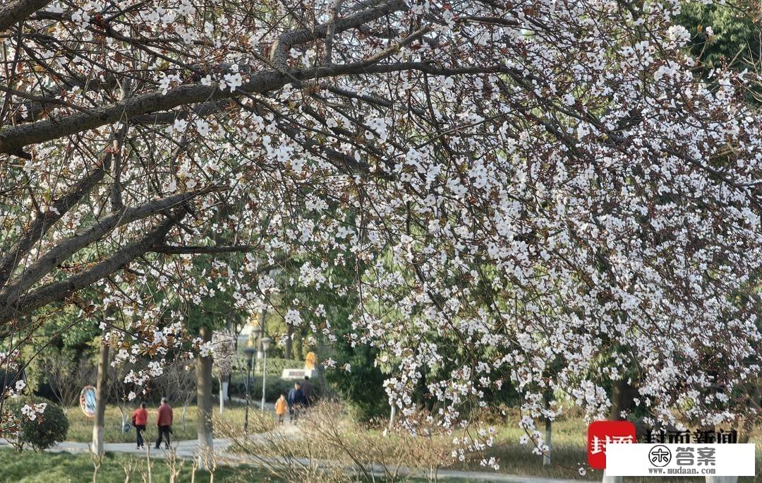 图集︱春光绚烂的三月第一天 相逢“繁花似锦”