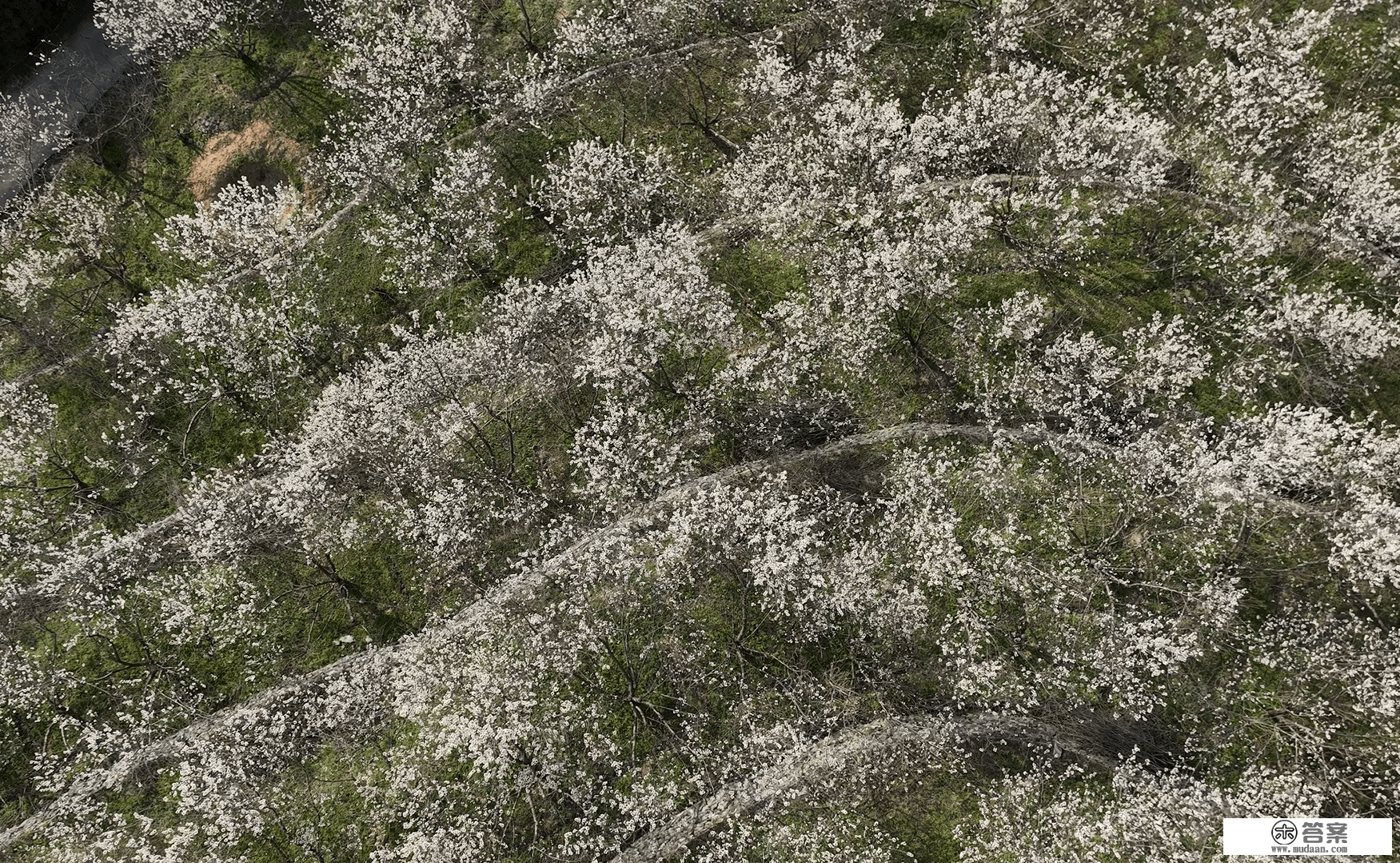 湖北武当山：樱桃花开千树雪 粉嫩清香不藏春