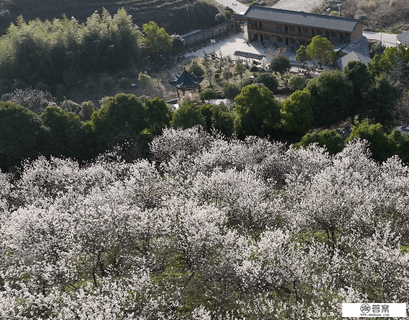 湖北武当山：樱桃花开千树雪 粉嫩清香不藏春