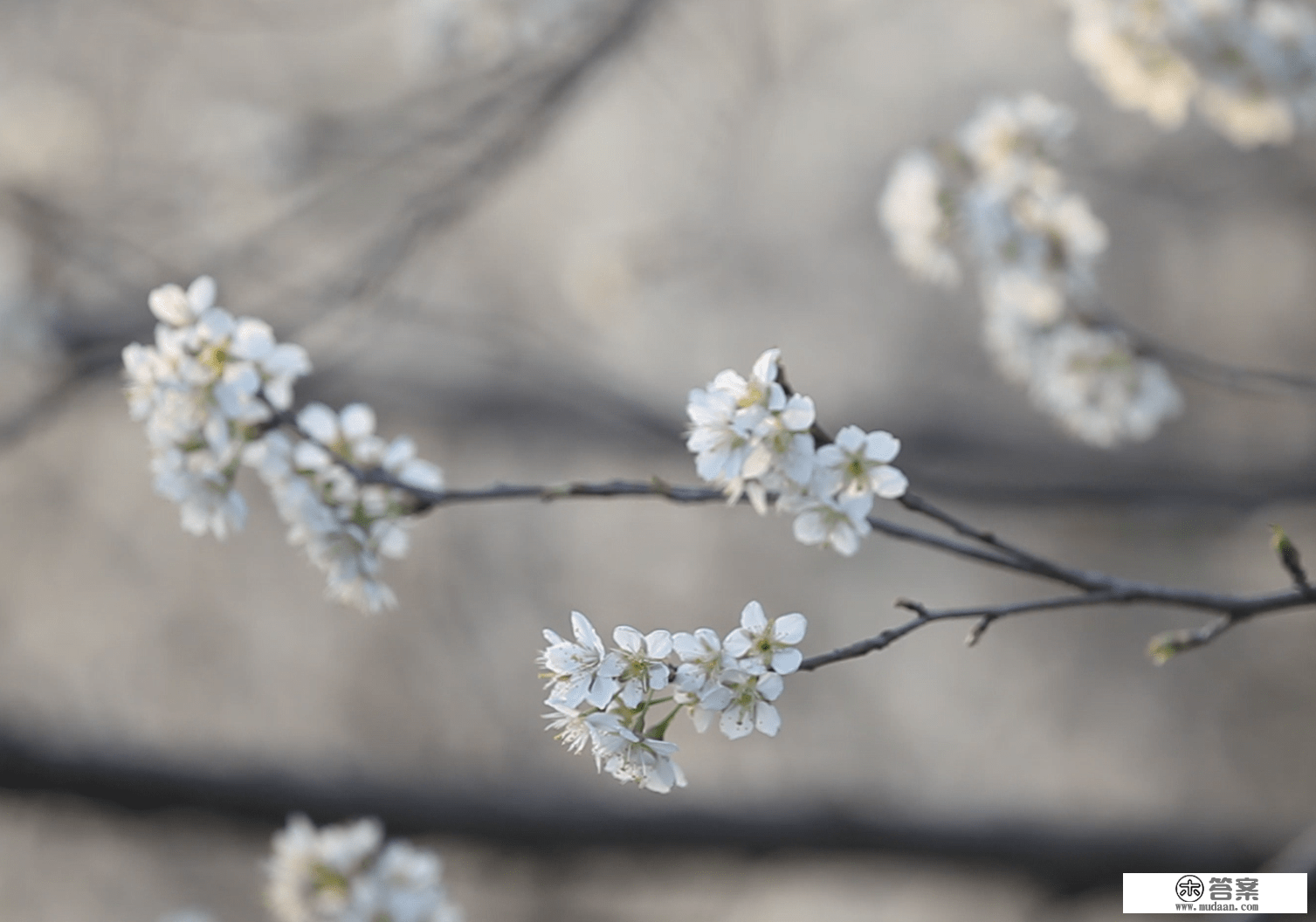 湖北武当山：樱桃花开千树雪 粉嫩清香不藏春