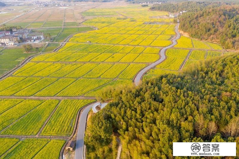 【春日里的中国】油菜花开金满地 一抹暖风千亩黄