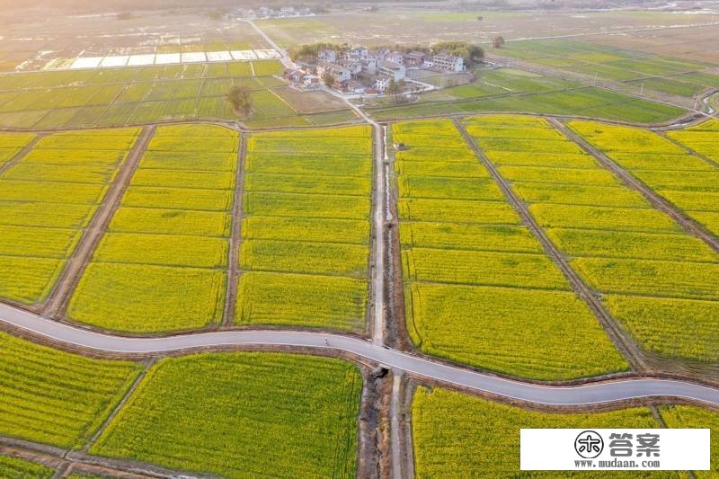 【春日里的中国】油菜花开金满地 一抹暖风千亩黄