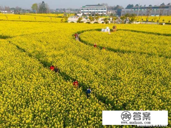 成都平原油菜花开 上千亩花田吸引旅客