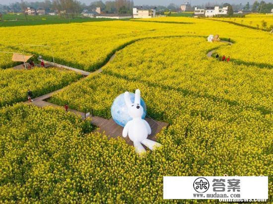 成都平原油菜花开 上千亩花田吸引旅客