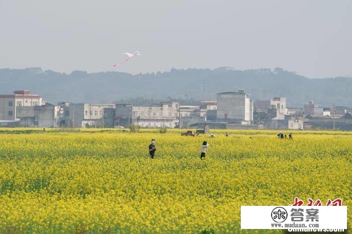 广西宾阳县千亩油菜花开游人来