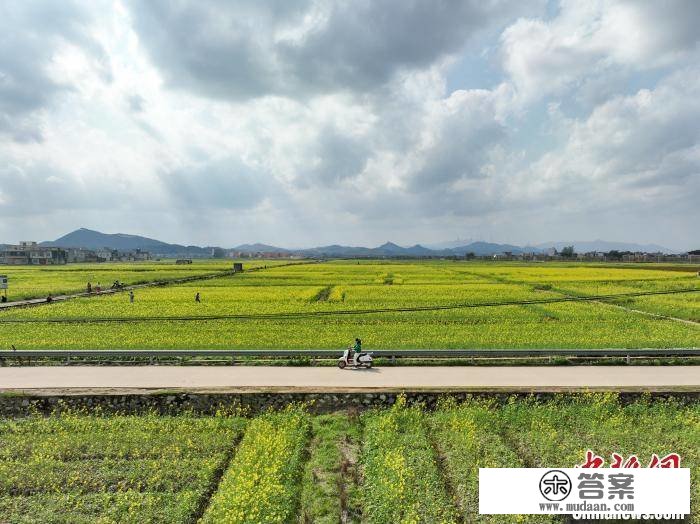 广西宾阳县千亩油菜花开游人来