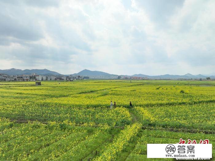 广西宾阳县千亩油菜花开游人来