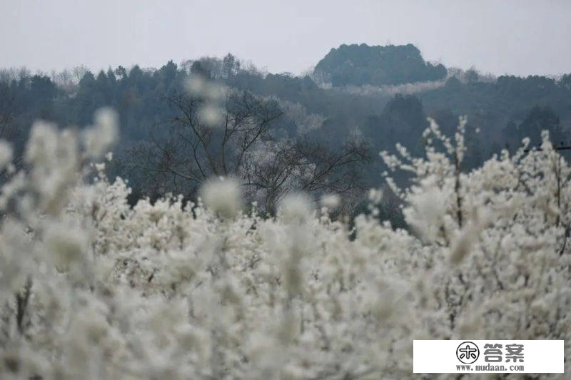 春色山林间，崇州千亩樱桃花如诗如画