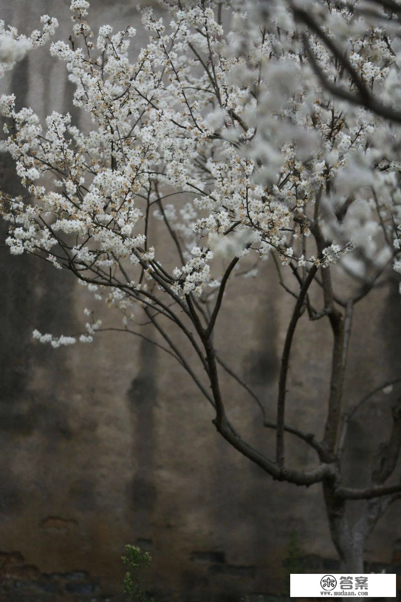 春色山林间，崇州千亩樱桃花如诗如画