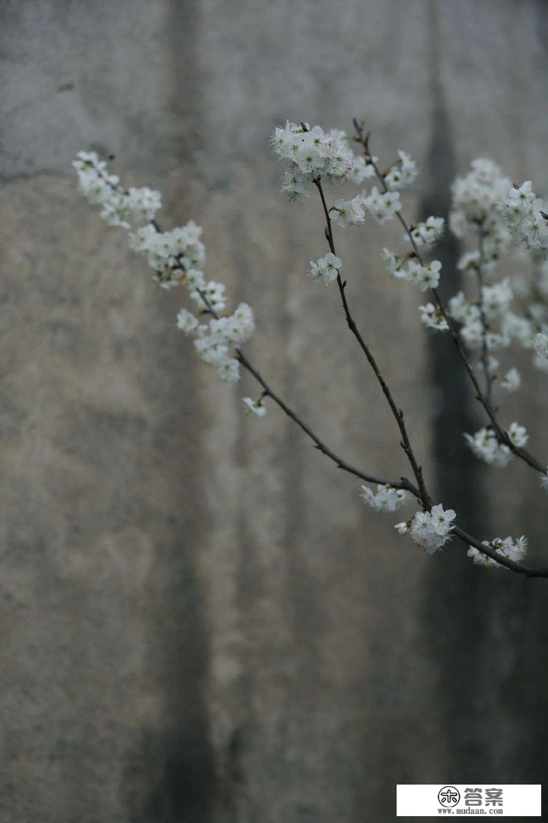 春色山林间，崇州千亩樱桃花如诗如画