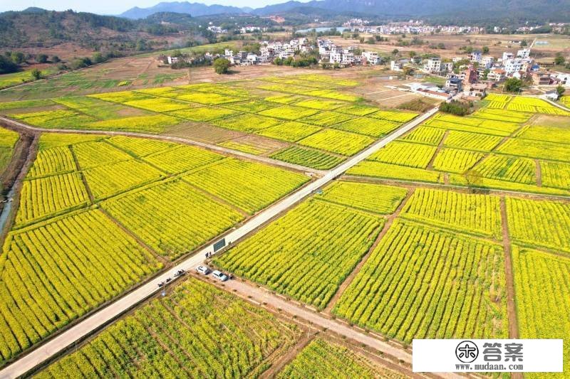 【春日里的中国】大地金黄 千亩油菜花次序递次开放