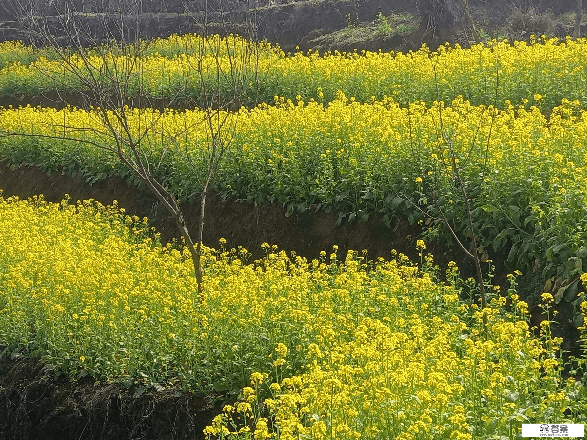 七星关区文阁乡：千亩油菜花开成海