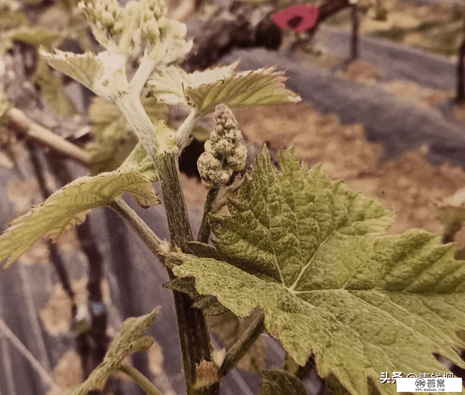 阳光玫瑰葡萄如何疏花序？