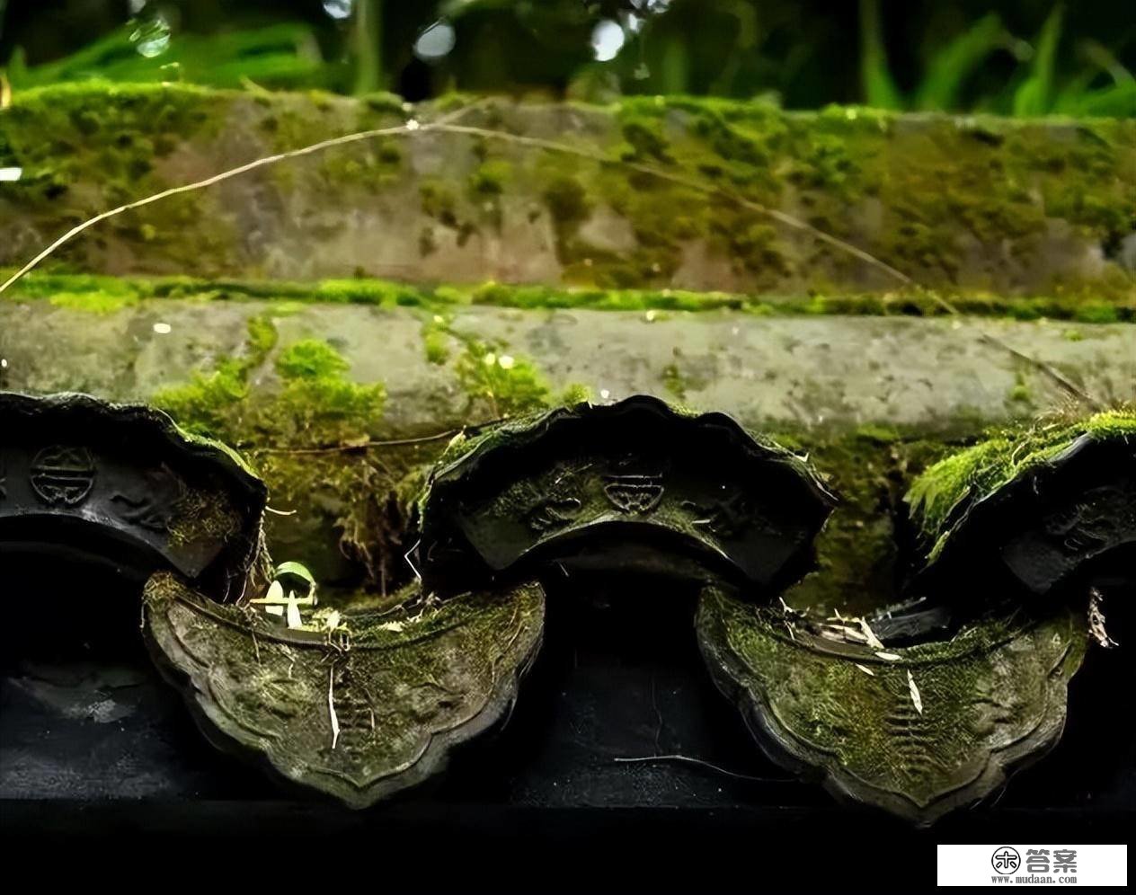 青苔之美，“苔痕上阶绿，草色入帘青”～