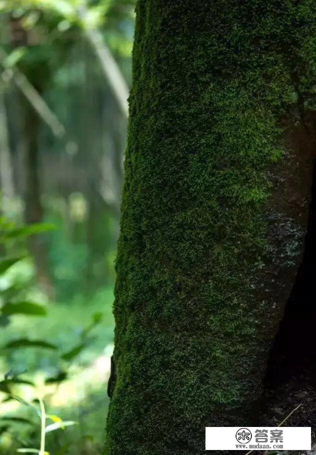 青苔之美，“苔痕上阶绿，草色入帘青”～