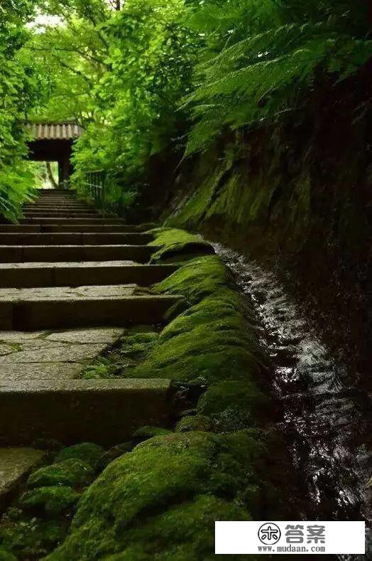 青苔之美，“苔痕上阶绿，草色入帘青”～