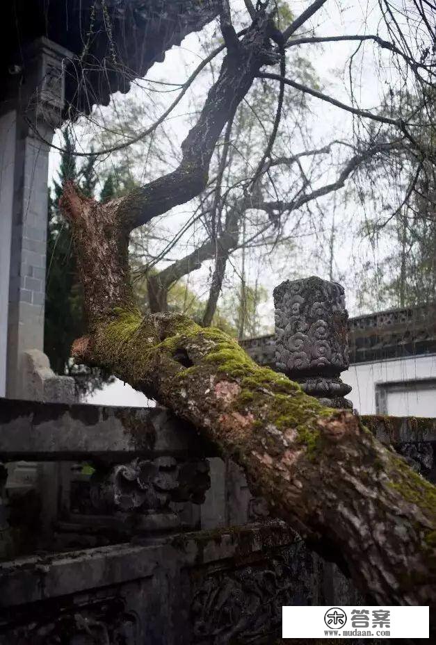 青苔之美，“苔痕上阶绿，草色入帘青”～